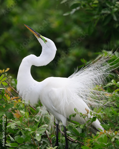 beautiful white egret in spring breeding plumage