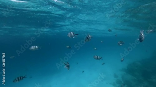 Wallpaper Mural a lot of striped black and white fish swim in front of the camera under water close to the surface. Underwater footage. Torontodigital.ca