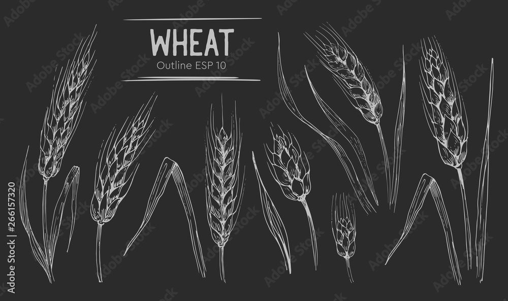 Wheat ears set. Hand drawn illustration.Ounline with transparent background.