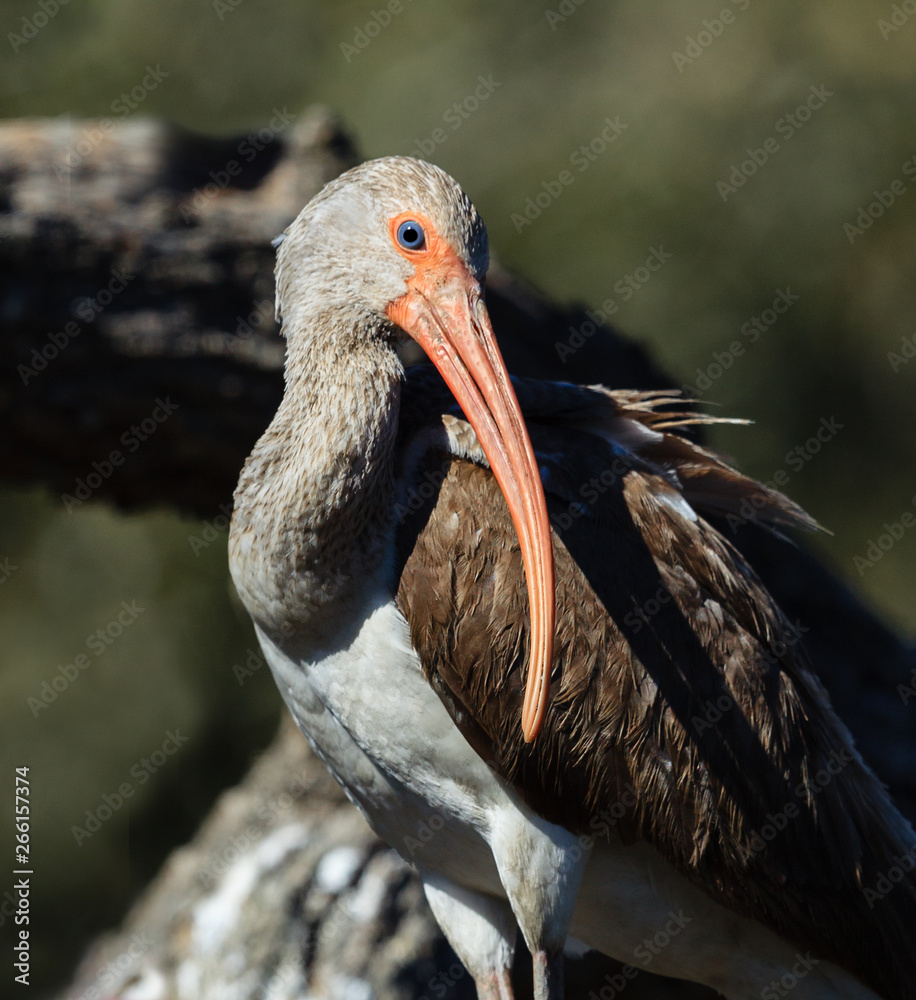Close up of juvenile white ibis