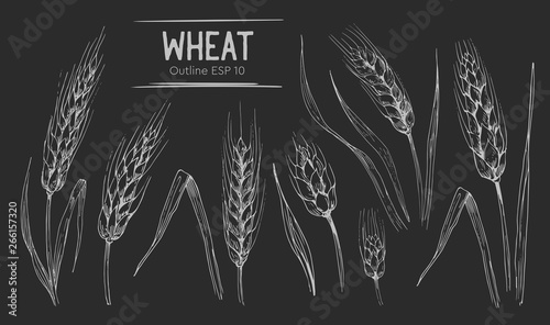 Wheat ears set. Hand drawn illustration.Ounline with transparent background.