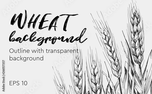 Card teplate. Background with wheat ears. Hand drawn illustration converted to vector