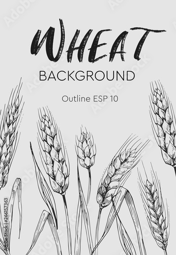 Card teplate. Background with wheat ears. Hand drawn illustration converted to vector