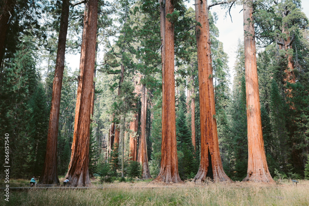Giant sequoia trees in Sequoia National Park, California, USA