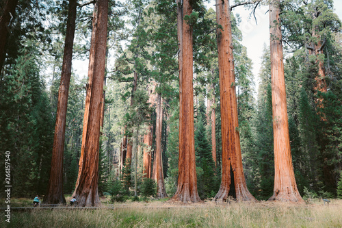 Giant sequoia trees in Sequoia National Park, California, USA photo