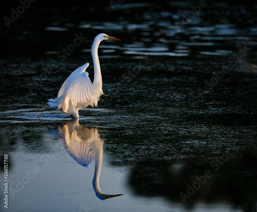 Elegant  white egret at dawn with reflection