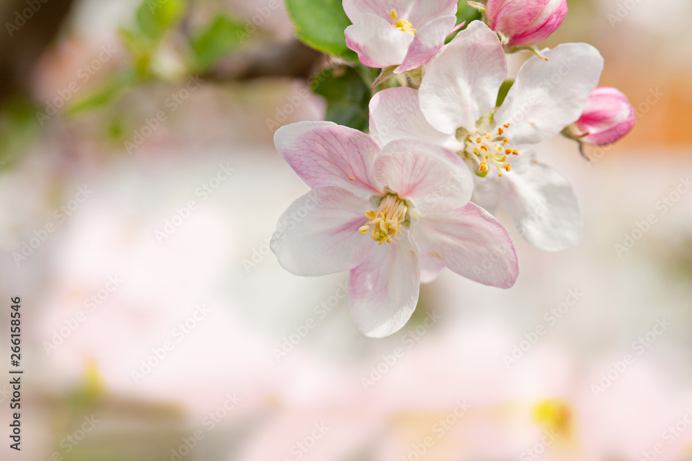 Closeup blossoming tree brunch with white flowers Closeup blossoming tree brunch with white flowers