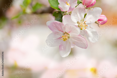 Closeup blossoming tree brunch with white flowers
