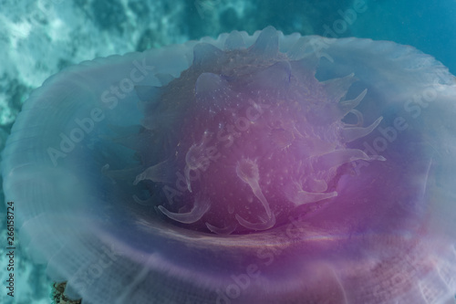 Cauliflower jellyfish closeup on its crown, purple body, arms and tiny tentacles photo