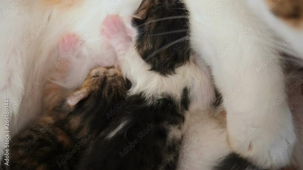 Breastfeeding Newborn Kittens Close Up. Cute Cat Family. Mom Cat Gives Milk Feeding and Takes Care of Her Cute Just Born Kittens. Mother Often Breathes Due to Labor Pains. Little Kitten Suck a Tit Breastfeeding Newborn Kittens Close Up. Cute Cat Family. Mom Cat Gives Milk Feeding and Takes Care of Her Cute Just Born Kittens. Mother Often Breathes Due to Labor Pains. Little Kitten Suck a Tit