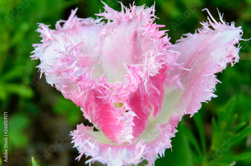 Dallas tulip blossom in white and pink