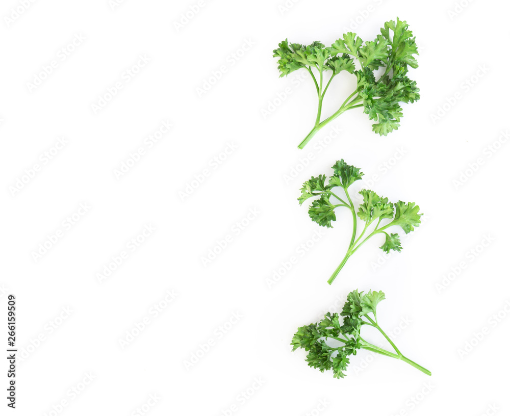 Parsley vegetable isolated on white background Parsley vegetable isolated on white background