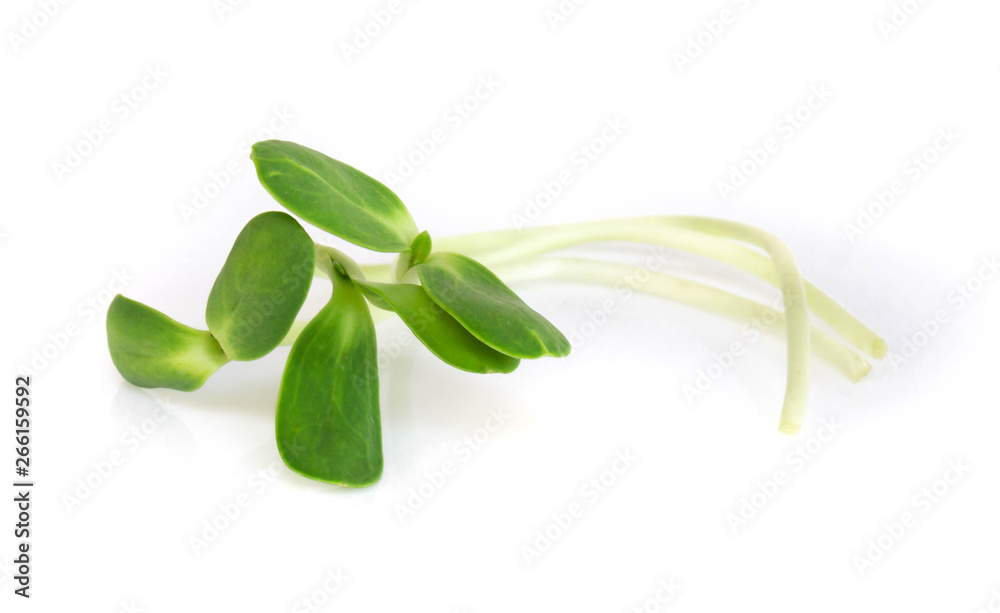Sunflower sprouts isolated on white backgroud, healthy concept Sunflower sprouts isolated on white backgroud, healthy concept