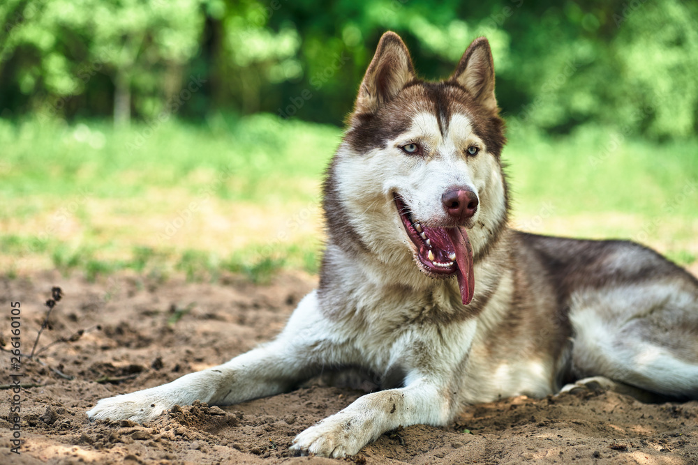 Portrait of a young Siberian husky dog. Portrait of a young Siberian husky dog.