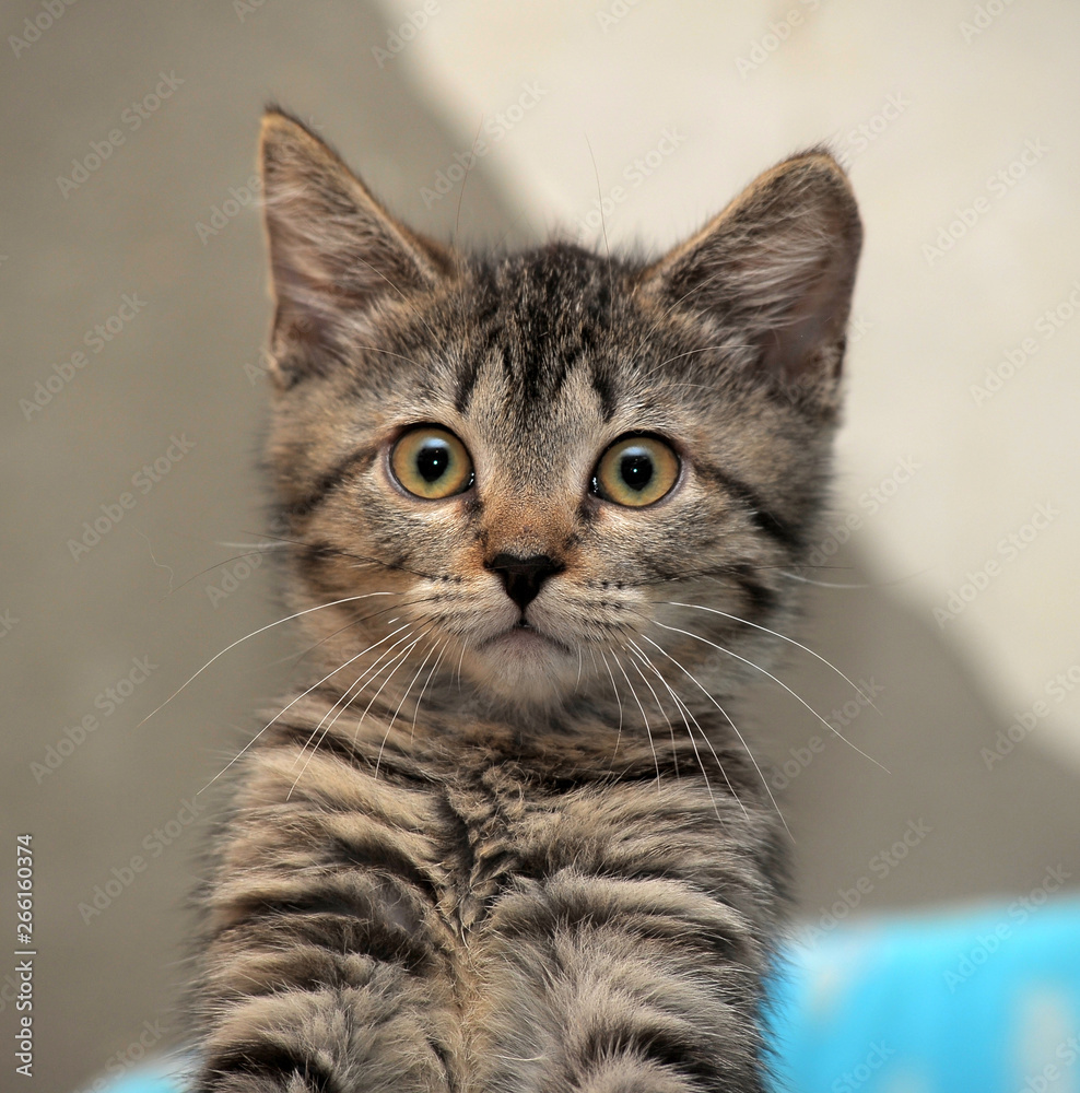 Portrait of a cute little gray striped kitten