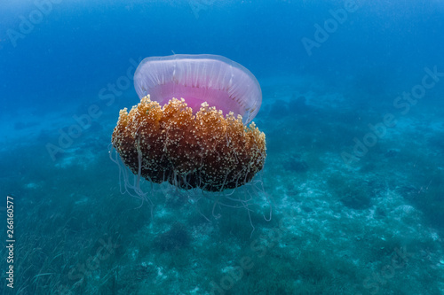 Beautiful cauliflower jellyfish in a shallow reef. The Cauliflower Jellyfish is found in the Indo-Pacific and East Atlantic. It occasionally drifts inshore but it is mostly found out in the ocean photo