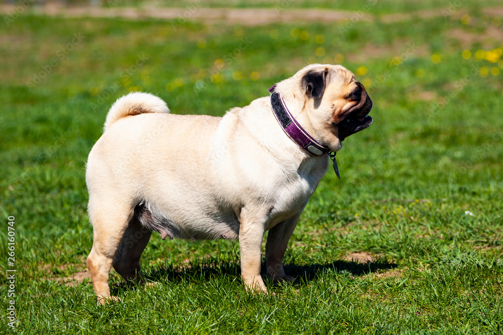 Pug dog stands on green grass.