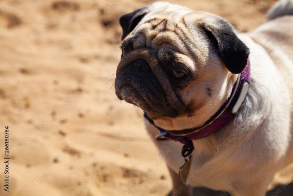 Dog pug is standing on the sand.