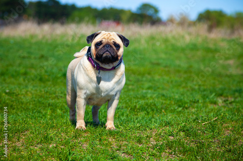 Pug dog stands on green grass. © Elena Blokhina