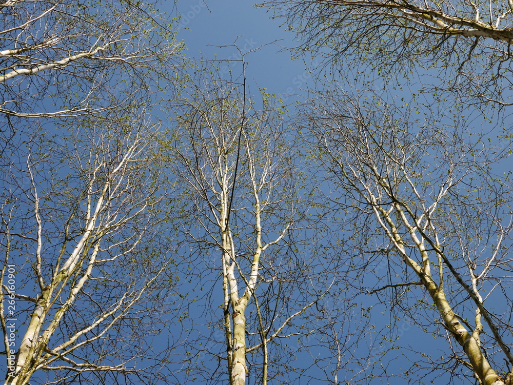 Looking up at silver birch tree tops with blue sky behind Looking up at silver birch tree tops with blue sky behind