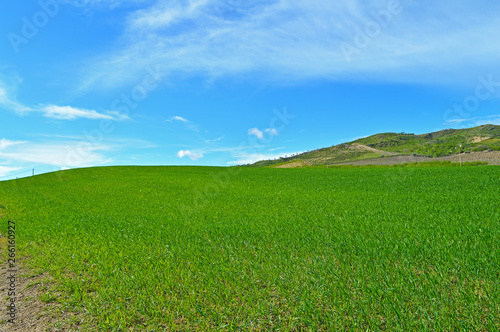 Fototapeta Naklejka Na Ścianę i Meble -  Beautiful Green Hay Field, Sicilian Landscape, Mazzarino, Caltanissetta, Italy, Europe