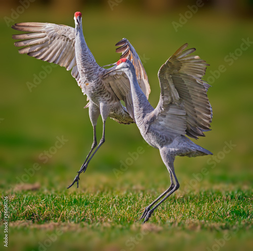 Mating sandhill cranes dance in the air