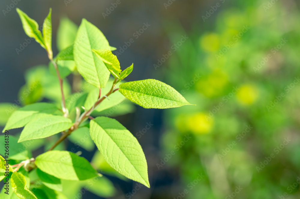 green plant close-up in sun day green plant close-up in sun day