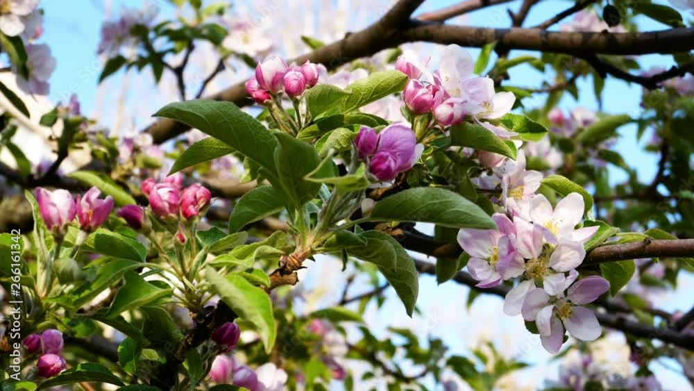 A whole bunch of apple tree flowers sway with the wind. Some flowers have already bloomed, some have not.Blooming apple trees in the garden.Close-up. A whole bunch of apple tree flowers sway with the wind. Some flowers have already bloomed, some have not.Blooming apple trees in the garden.Close-up.