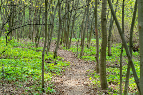 a path in a young forest in the spring