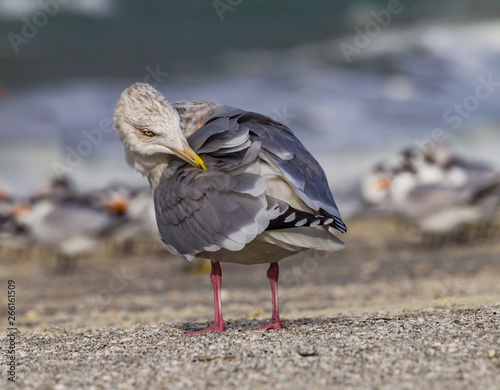 Preening Seagull on the beach after a storm