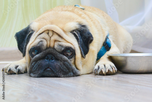 sad dog pug lying on the floor next to the plate. Concept: feeding a pet, hunger, dogs at home, food intake.