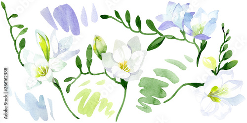 White freesia floral botanical flowers. Watercolor background illustration set. Isolated freesia illustration element. photo