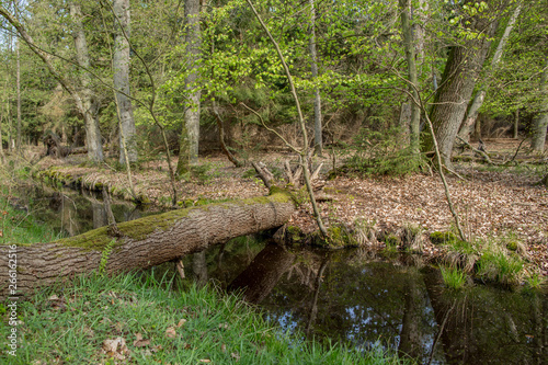 view into a green forest with water