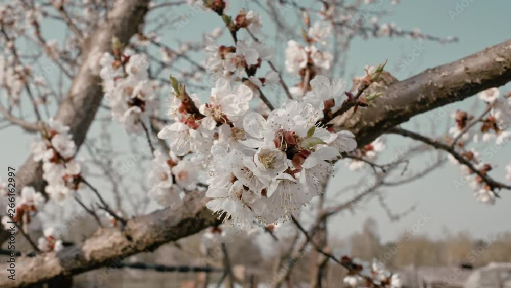 Apricot tree in bloom, slider move, parallax camera move, shallow depth of field Apricot tree in bloom, slider move, parallax camera move, shallow depth of field