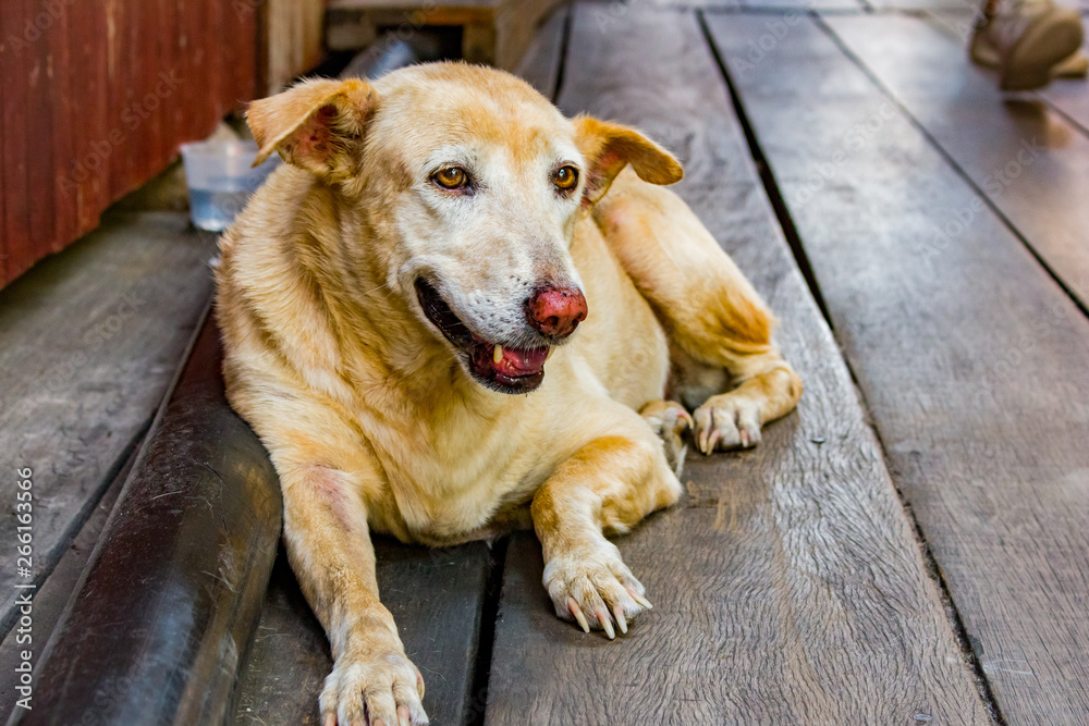 A golden stray dog laying at the side of the wooden jetty at Chew Jetty, Penang, Malaysia.