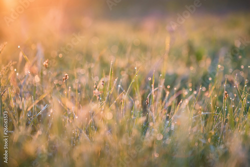 Beautiful background with morning dew on grass close