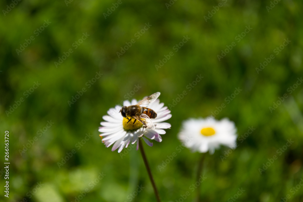 Bee flies on daisy flower in a green field Bee flies on daisy flower in a green field