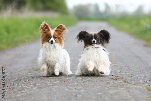 Papillon Hund geht spazieren