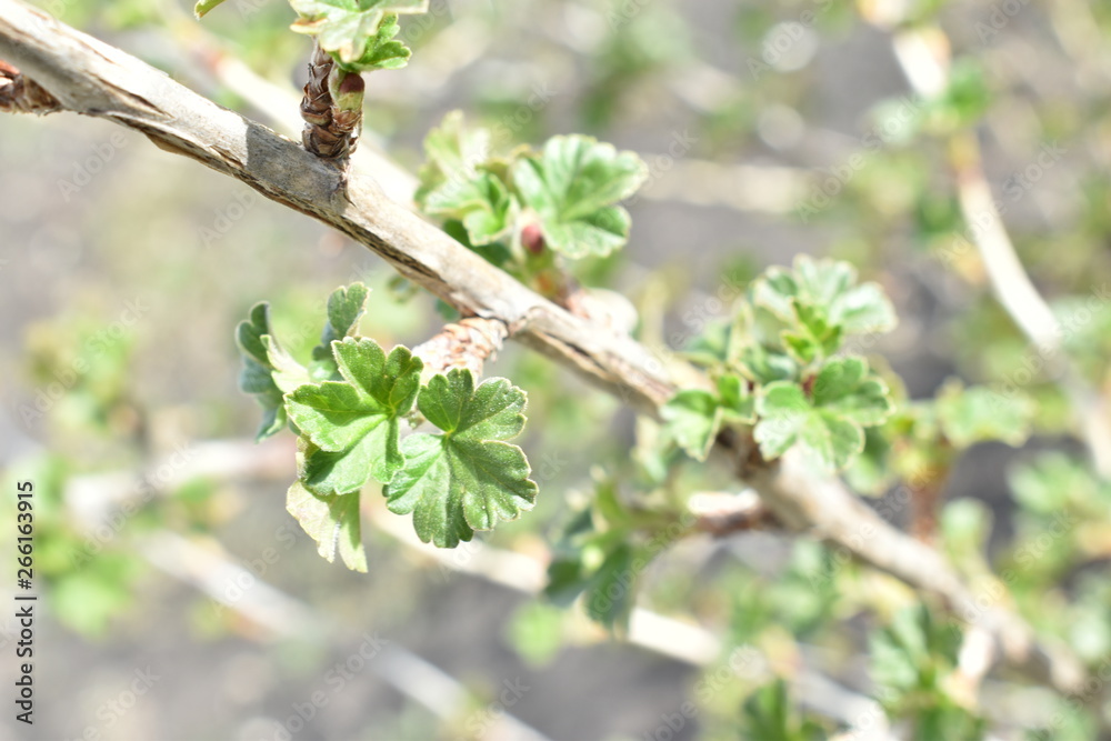 Young spring shoots of trees in the garden. Young spring shoots of trees in the garden.