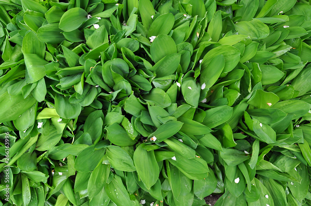 Green fresh Spring foliage top view