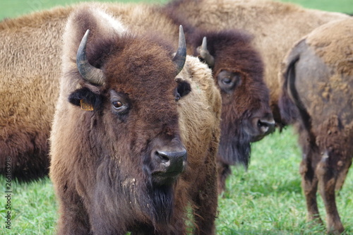 Les bisons du Poitou