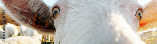 close-up goat face in natural environment one
