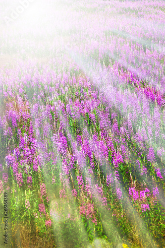 Field of purple fireweed and sun rays