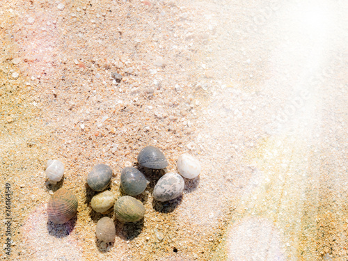 Small round seashells on a sandy beach in sunlight
