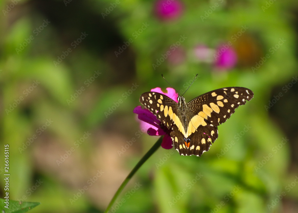 Butterfly on perple flower morning time Butterfly on perple flower morning time