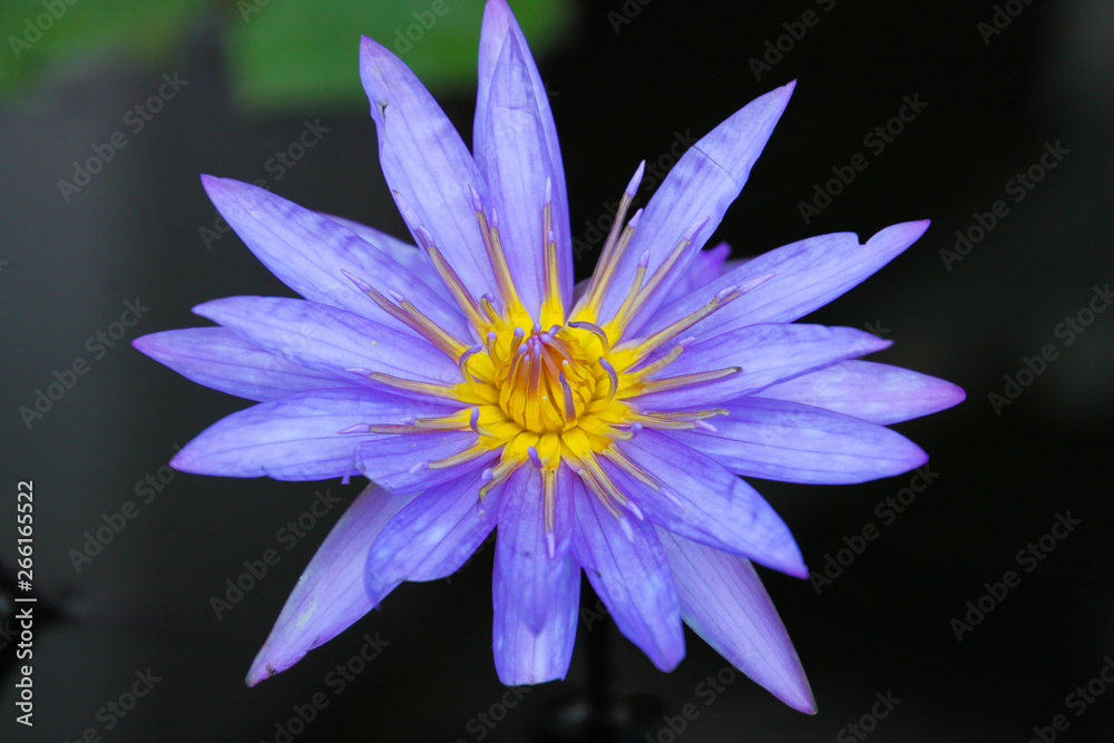 Close up isolated of blue and yellow lotus flower, Chiang Mai, Thailand Close up isolated of blue and yellow lotus flower, Chiang Mai, Thailand