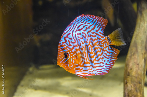 exotic fish discus orange blue stripes swims in the aquarium on the background corals