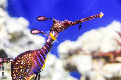 Phycodurus eques Seahorse-rag in corals on a blue background marine life under water