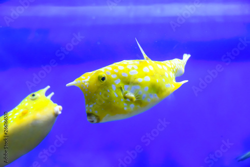 yellow cow fish in aquarium blue background