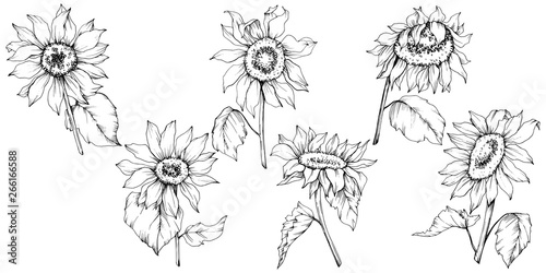Vector Sunflower floral botanical flowers. Black and white engraved ink art. Isolated sunflower illustration element.